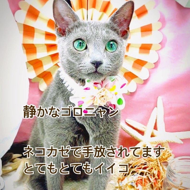 uenoforest's tweet photo. #猫の里親募集 です！
根津、上野周辺の方
#ロシブル  9カ月 #ネコカゼ
#ブリティッシュ 4カ月 #臍ヘルニア #手術済
#スコティッシュ 3ヶ月 極わずかな心臓病 
詳しくは上野の森どうぶつ病院のHP https://t.co/M7pa8QWOtM を必ずご覧下さい
面会の連絡は03-5832-9914です https://t.co/JvTSNz2SFR