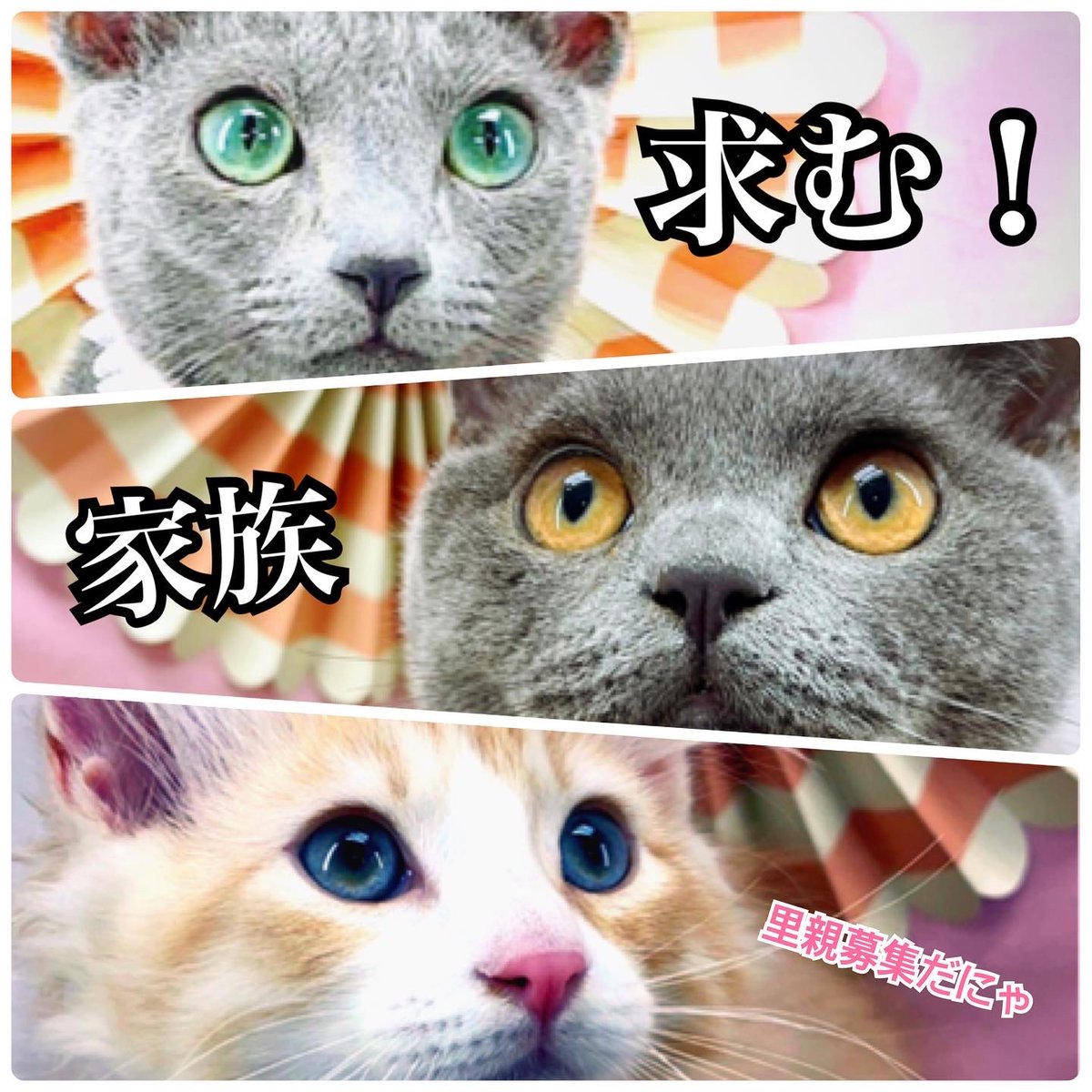 uenoforest's tweet photo. #猫の里親募集 です！
根津、上野周辺の方
#ロシブル  9カ月 #ネコカゼ
#ブリティッシュ 4カ月 #臍ヘルニア #手術済
#スコティッシュ 3ヶ月 極わずかな心臓病 
詳しくは上野の森どうぶつ病院のHP https://t.co/M7pa8QWOtM を必ずご覧下さい
面会の連絡は03-5832-9914です https://t.co/JvTSNz2SFR