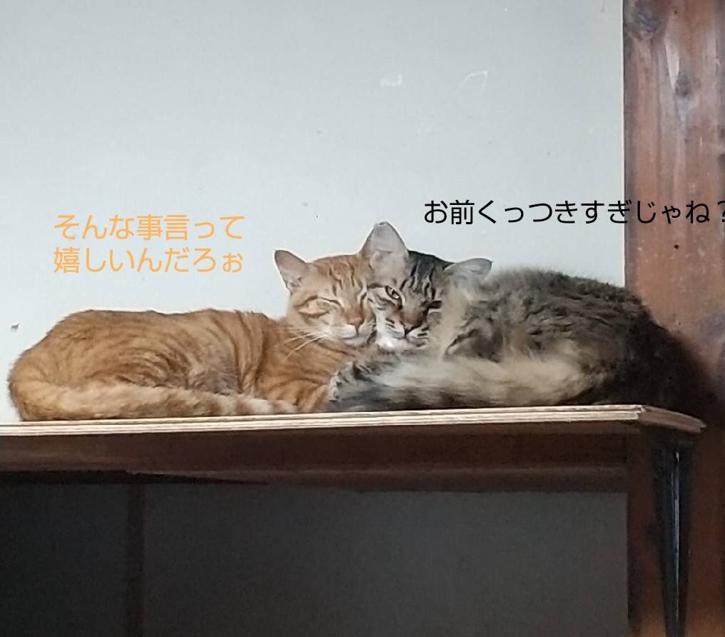 #伊豆山土石流災害 から
今日で1年と1ヶ月
あの道を日中通りかかったら捜索活動
夜通りかかったら隣町の花火
少しずつ日常を取り戻しつつも
復興はまだまだ時間がかかる
#保護猫 となったこの子達も
こんな風に毎日助け合って生きてる

#猫好きさんと繋がりたい 
#拡散希望 #里親募集 
#譲渡会 ＃熱海