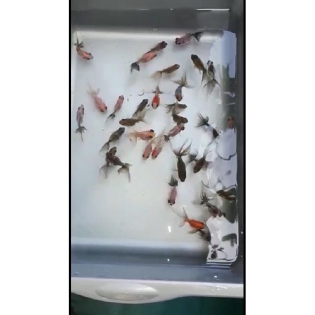 Saya menjual koki bali seharga Rp60.000. Dapatkan di Shopee sekarang! shopee.co.id/harry_parmana/… #ShopeeID