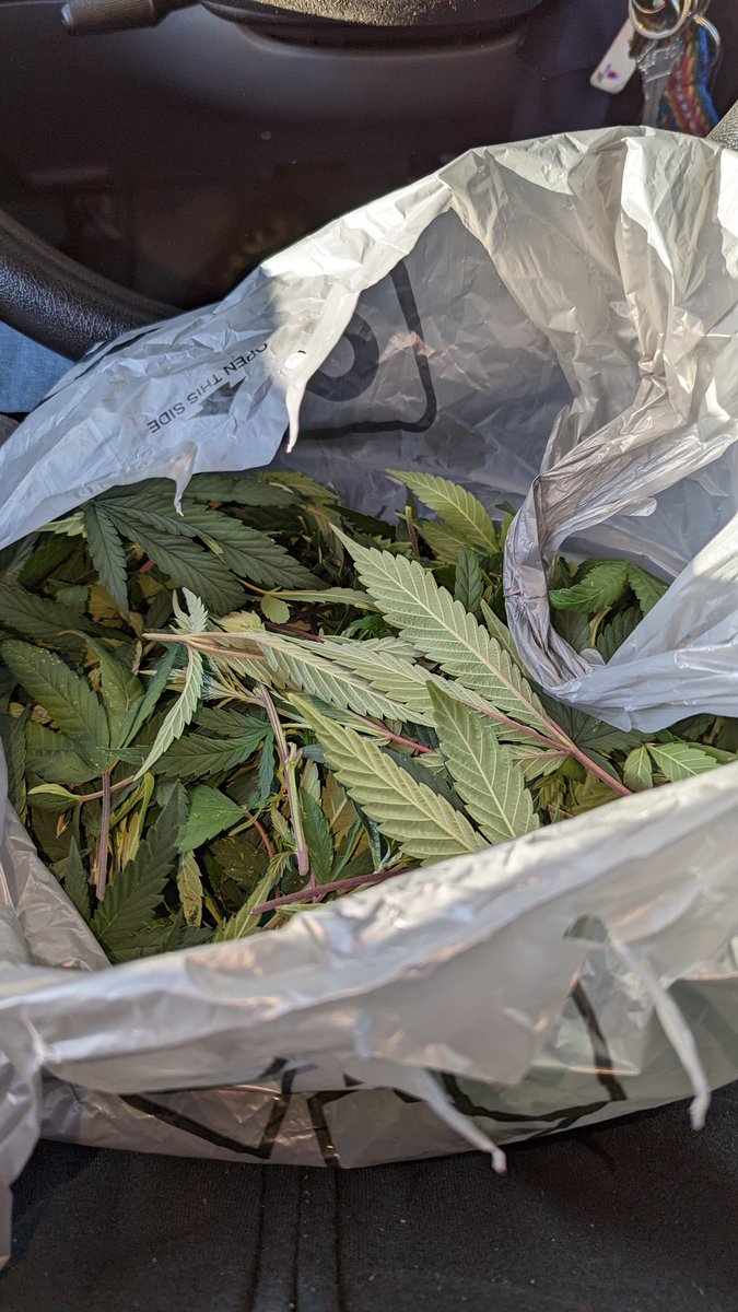 TempleGrower's tweet photo. Guy at work asked if I had any extra leaves he could have for a decoction he's making. Of course I was happy to oblige! Next time tho I'm gonna give @breeder_steve's triple leaf cook-down tech a go. 🤤🌱

#GrowYourOwn #ShareYourOwn #Cannabis https://t.co/GJfb5qLWUs
