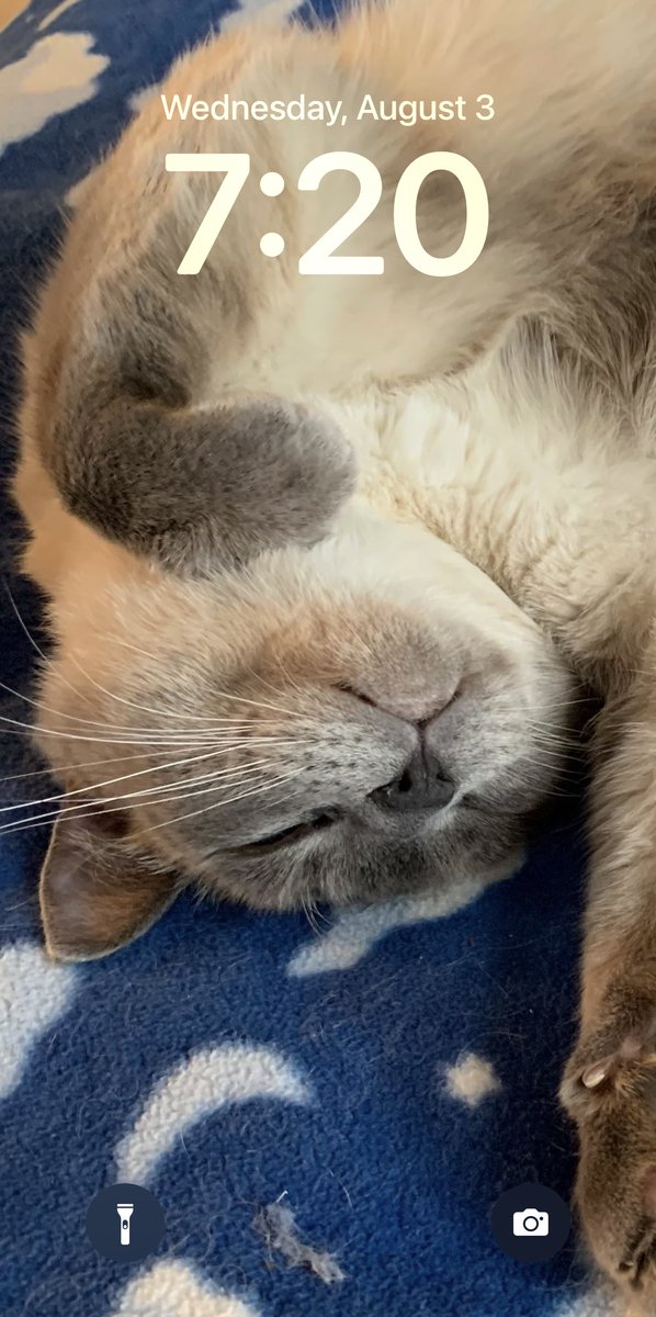 tomdude's tweet photo. Seriously loving the pictures the #iOS16 beta is choosing for my wallpaper. 😻📱 https://t.co/d0nVSKcrKf