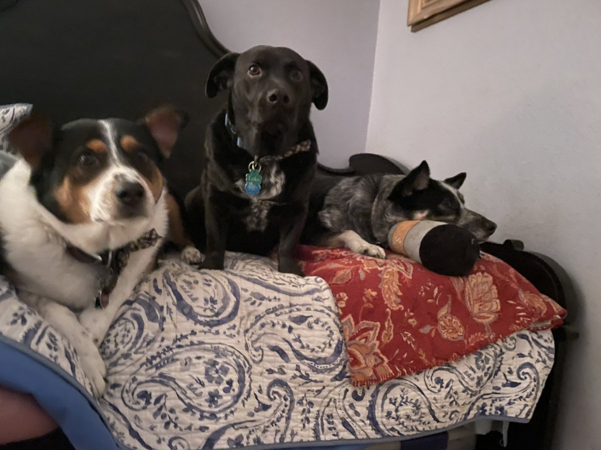 Legit_Glow's tweet photo. These 3 are my heart and soul! https://t.co/H1jiTBS2Uw
