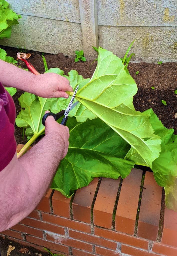 From Garden to Table 🥕🥬 Our Rhubarb is thriving once again and we have successful grown peas this season! The residents enjoyed eating their homegrown produce.