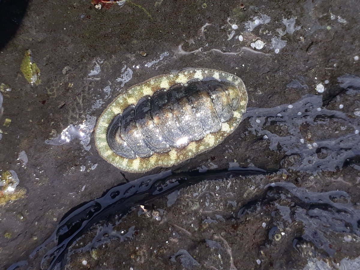 Biodiversity Ireland (@biodatacentre) on Twitter photo Join us for an Explore Your Shore! rocky shore survey training session with <a href="/GalwayAquarium/">Galway Atlantaquaria</a> at Grattan Beach, Salthill, Galway on 16th August from 3pm. Book your place today on nationalaquarium.ie/https-national… #ExploreYourShoreIRL Join us for an Explore Your Shore! rocky shore survey training session with <a href="/GalwayAquarium/">Galway Atlantaquaria</a> at Grattan Beach, Salthill, Galway on 16th August from 3pm. Book your place today on nationalaquarium.ie/https-national… #ExploreYourShoreIRL