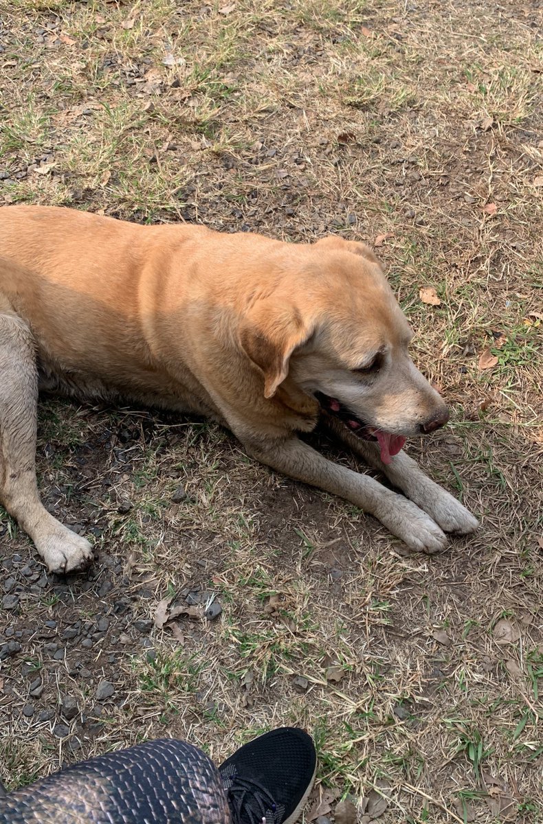 FloppyCasaccia1's tweet photo. Labrador viejito perdido en el Parque Guasu! RT porfa para llegar a sus dueños 🥺🥺 https://t.co/8Z9MK7O3fR