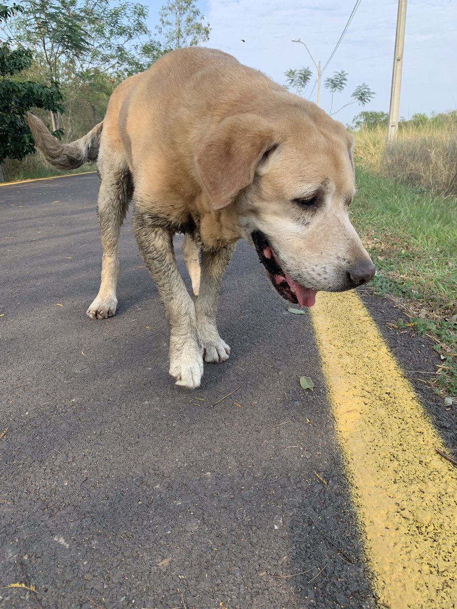 FloppyCasaccia1's tweet photo. Labrador viejito perdido en el Parque Guasu! RT porfa para llegar a sus dueños 🥺🥺 https://t.co/8Z9MK7O3fR