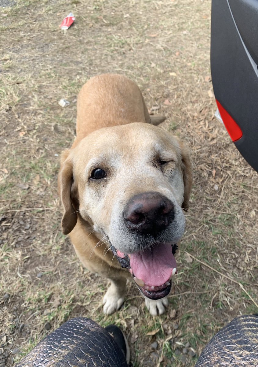 FloppyCasaccia1's tweet photo. Labrador viejito perdido en el Parque Guasu! RT porfa para llegar a sus dueños 🥺🥺 https://t.co/8Z9MK7O3fR