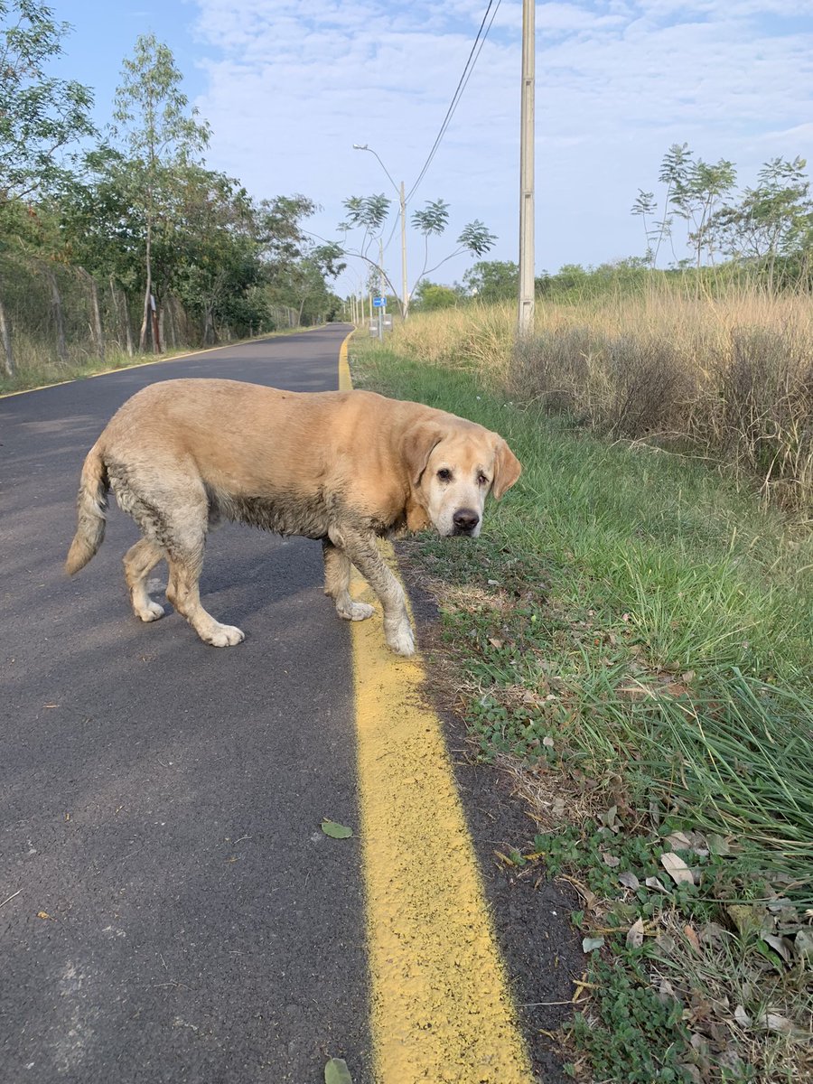 FloppyCasaccia1's tweet photo. Labrador viejito perdido en el Parque Guasu! RT porfa para llegar a sus dueños 🥺🥺 https://t.co/8Z9MK7O3fR
