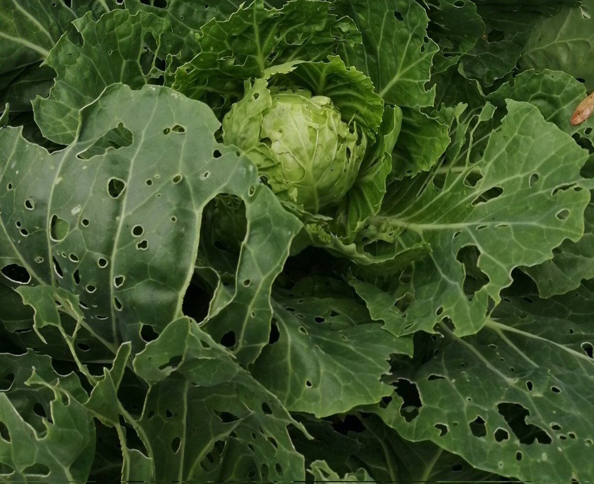 MindfulOne3's tweet photo. No cabbages for us this year, but the caterpillars are loving em. 🤣🤣 https://t.co/Q5A2ObSoIY