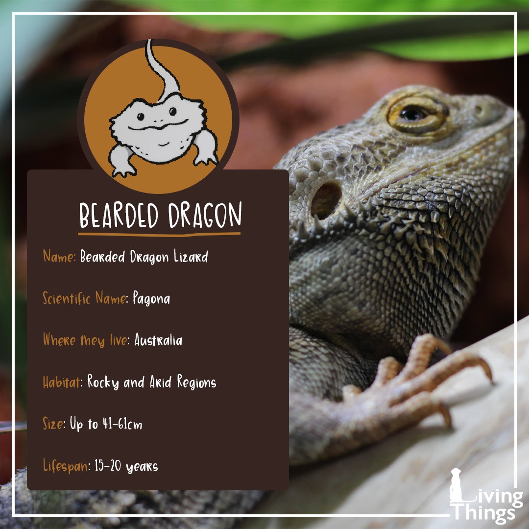 Bearded Dragon Facts