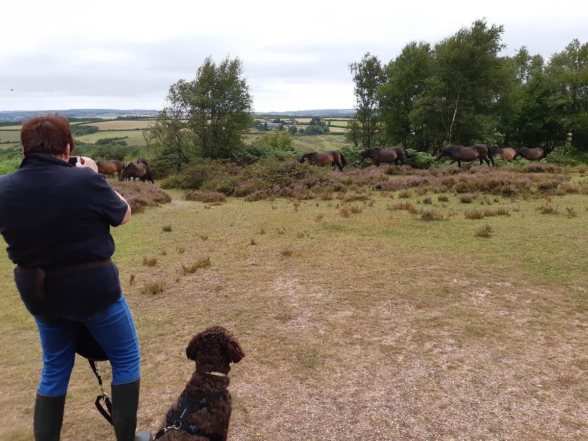 Exmoorponyfest's tweet photo. What a lovely afternoon we had with @ExmoorNP ranger learning about the #exmoorpony #herd on #HaddonHill - lovely to see the #mares with their #foals and their main man #GreystonegateConker 🐴🐴🐴 #exmoor #exmoorponies lots more great events- see our Facebook page for details!! https://t.co/PQlI7d4VMF