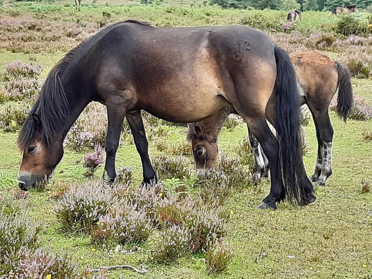 Exmoorponyfest's tweet photo. What a lovely afternoon we had with @ExmoorNP ranger learning about the #exmoorpony #herd on #HaddonHill - lovely to see the #mares with their #foals and their main man #GreystonegateConker 🐴🐴🐴 #exmoor #exmoorponies lots more great events- see our Facebook page for details!! https://t.co/PQlI7d4VMF