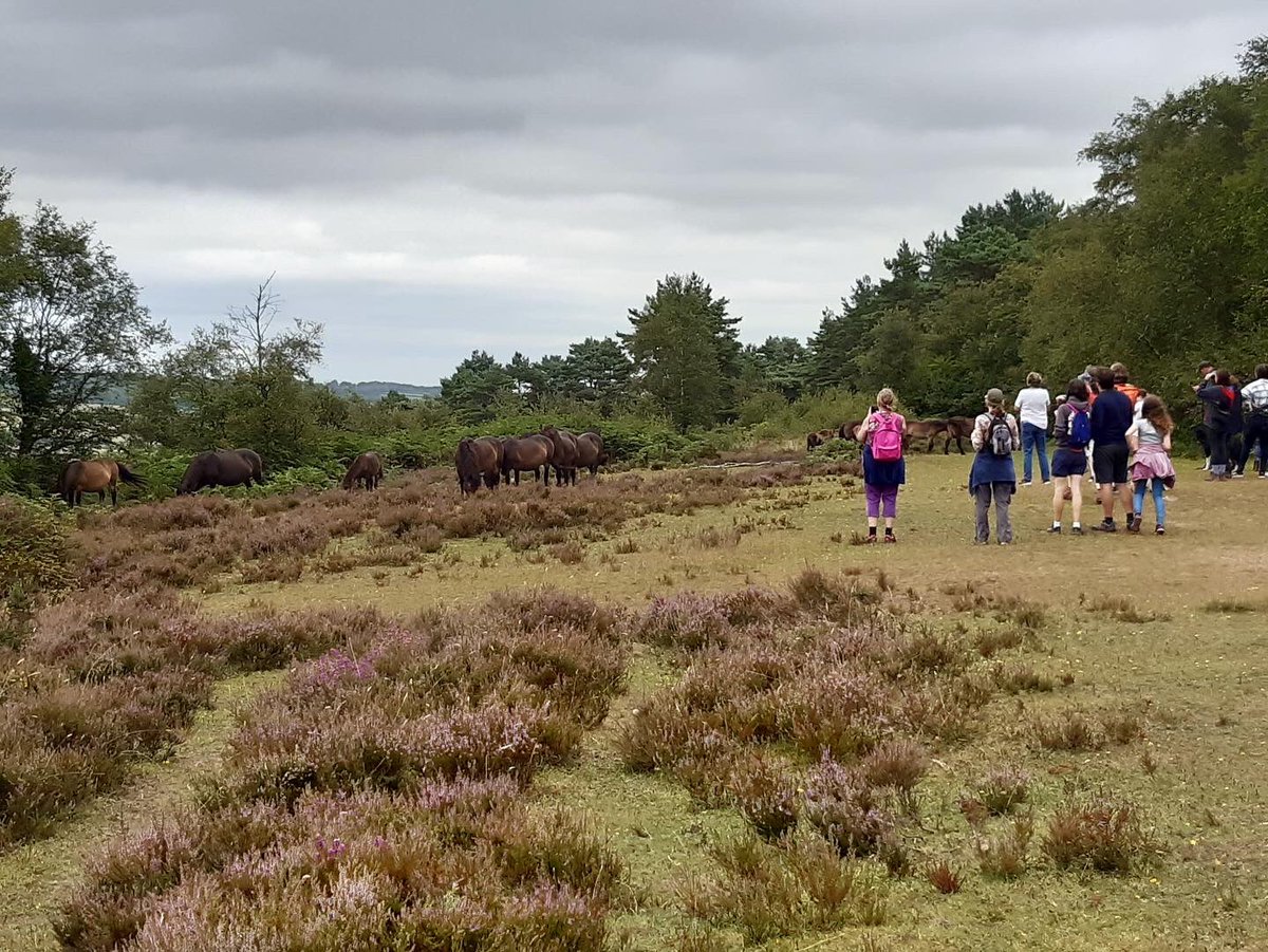 Exmoorponyfest's tweet photo. What a lovely afternoon we had with @ExmoorNP ranger learning about the #exmoorpony #herd on #HaddonHill - lovely to see the #mares with their #foals and their main man #GreystonegateConker 🐴🐴🐴 #exmoor #exmoorponies lots more great events- see our Facebook page for details!! https://t.co/PQlI7d4VMF