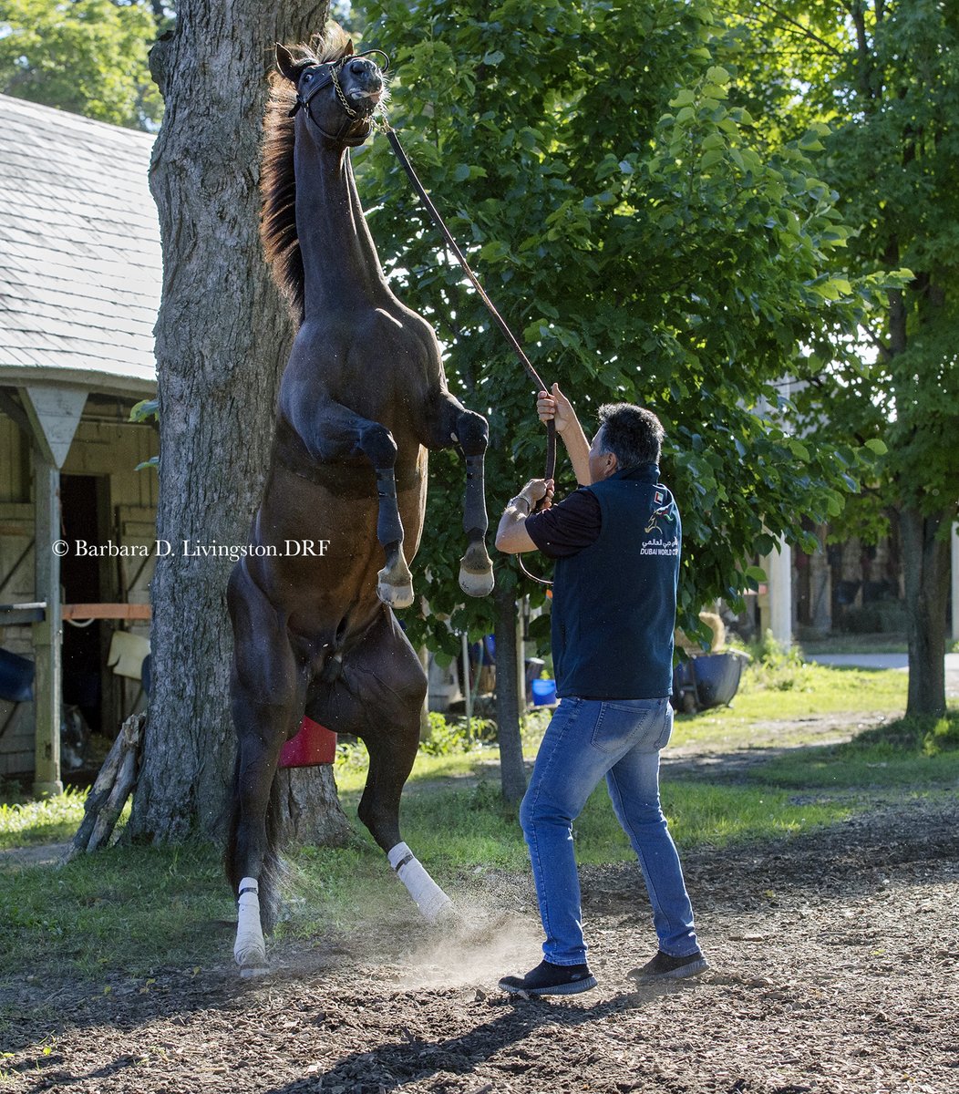 HOT ROD CHARLIE, feelin' gnarly, with <a href="/DougONeill1/">Doug O'Neill</a> assistant Leandro Mora this AM.

When asked if Hot Rod Charlie has done that before, Mora replied, with a laugh, "Not with me!" 😂

HRC looked great this first morning on-track at Saratoga. He's due to race in Saturday's Whitney.