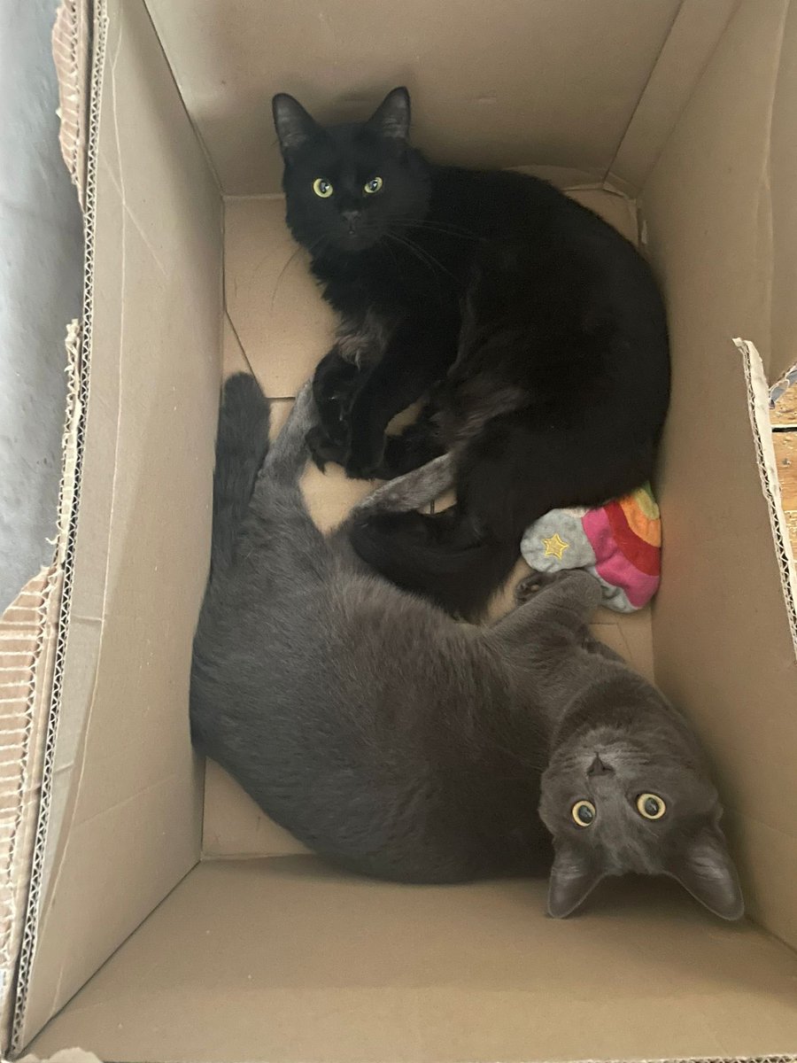 Lord_Rob83's tweet photo. All our cats are seriously spoilt and this is the favourite toy!! #BoxCats #Roman #Betty #cotycats https://t.co/TOnQwpgVk8