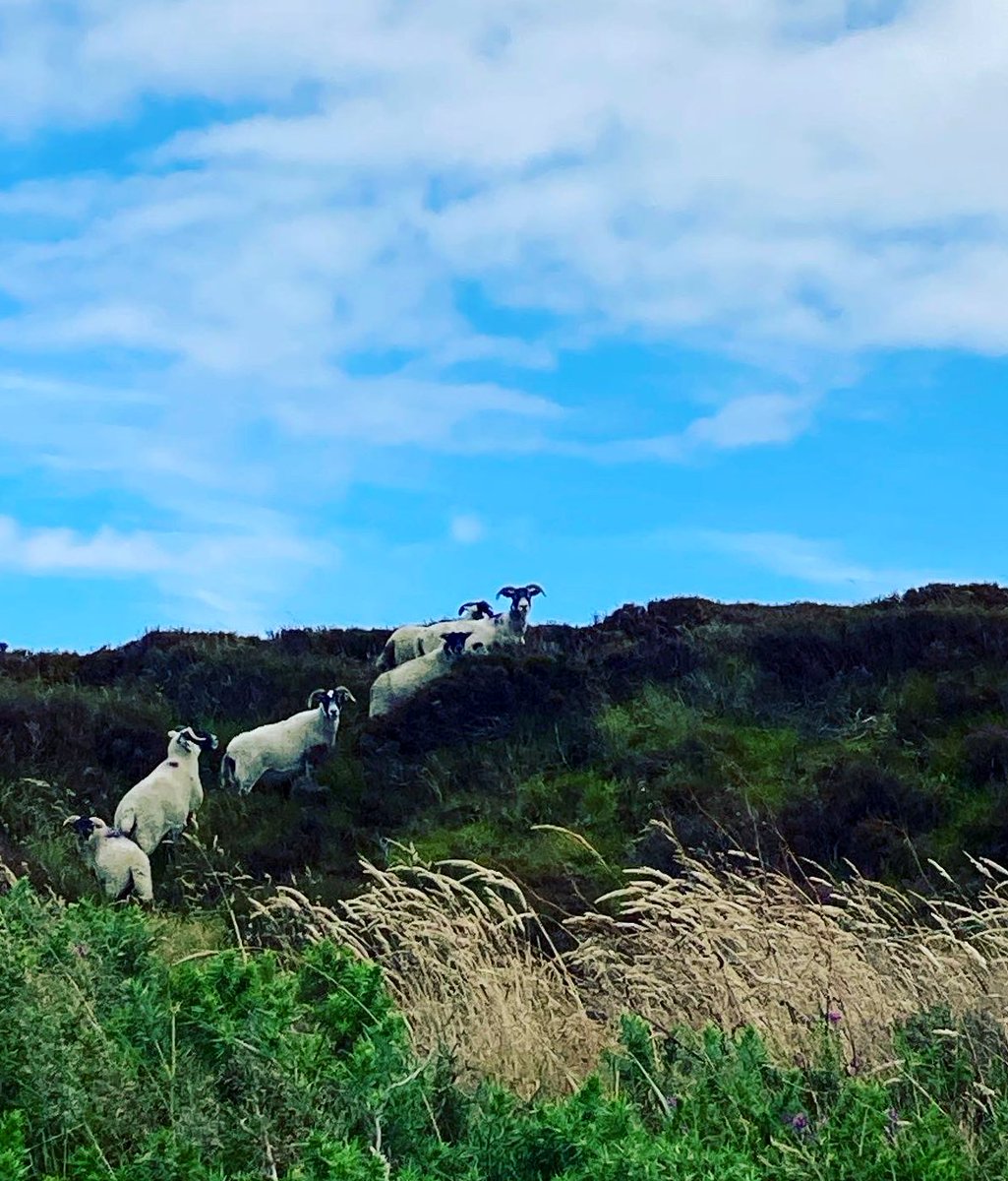 MadeleineFCDO's tweet photo. Long overdue #GlobalGoats related post. Isle of Man sheep #Caprinae https://t.co/5c0SWEiIBp