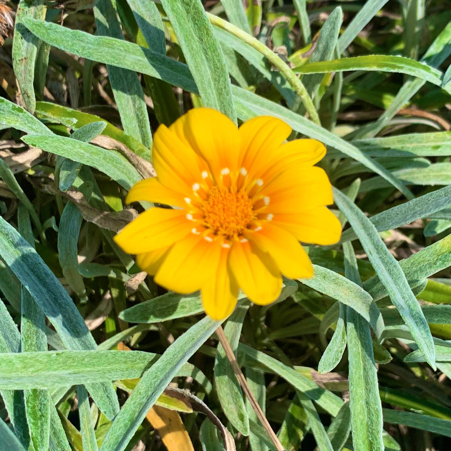 蛇の目勲章菊 Twitter Search Twitter