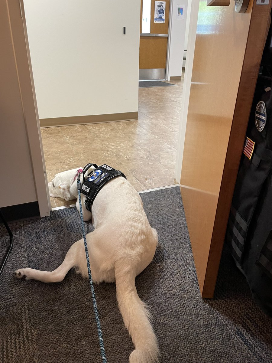 I’m on the lookout for my work friends today! #OfficerWellness
#mindfulness
#resiliency
#optimism
#rescuedog #dogs
#servicedog
#dogsoftwitter