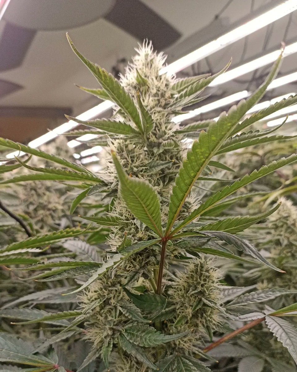 Biotops Biz tweet media