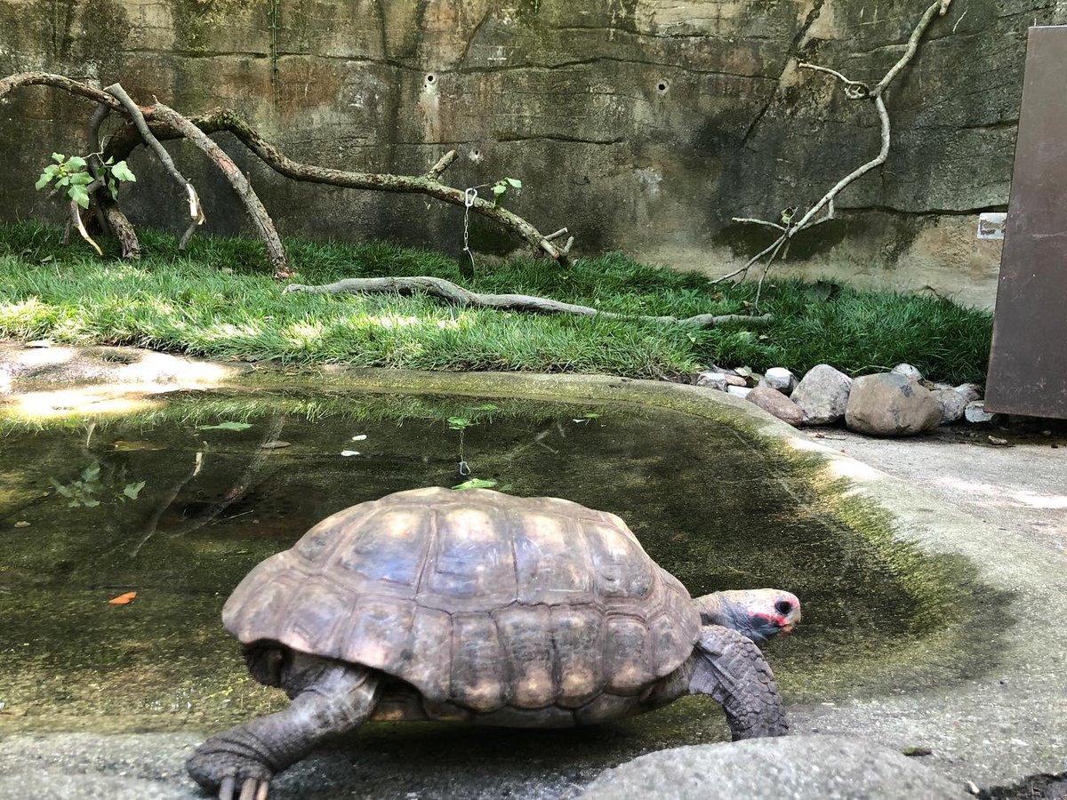 GregSmolka's tweet photo. It’s always a great time at the John Ball Zoo! @JBZOOGR #WeAreGR https://t.co/83mQVPuuQS
