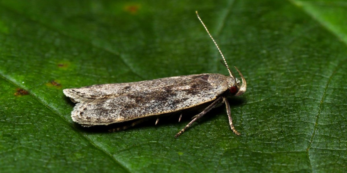 NLGEOCENTRE's tweet photo. Pop-Up Moth Night on Signal Hill with Nature NL. Saturday from 9-11pm. Free! #moths #scienceatnight #welovebugs https://t.co/oMIgFVH6Nv