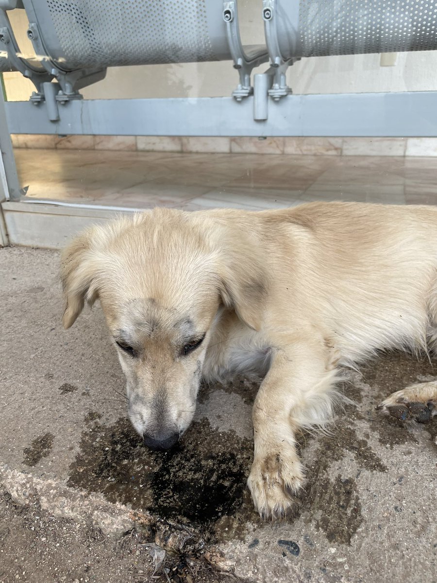 Itzel flor tweet media