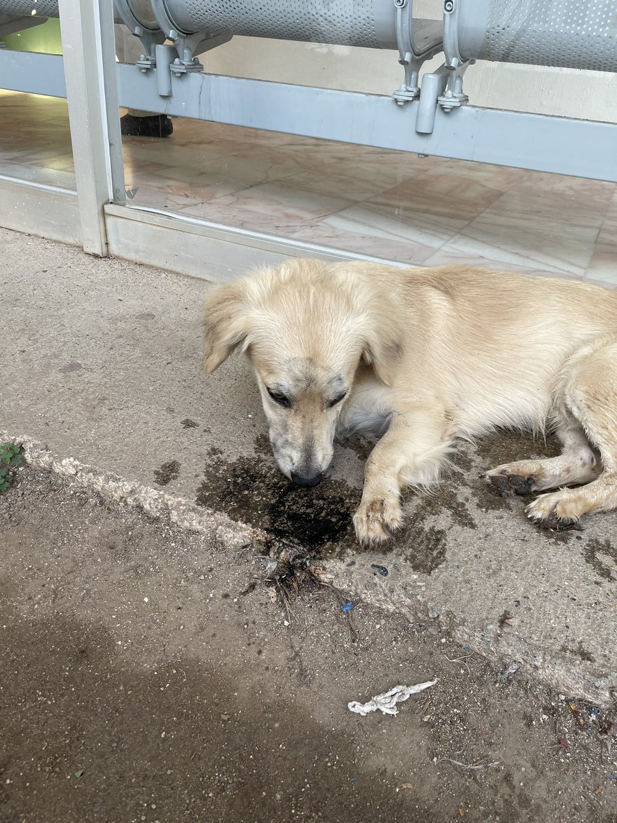 Itzel flor tweet media