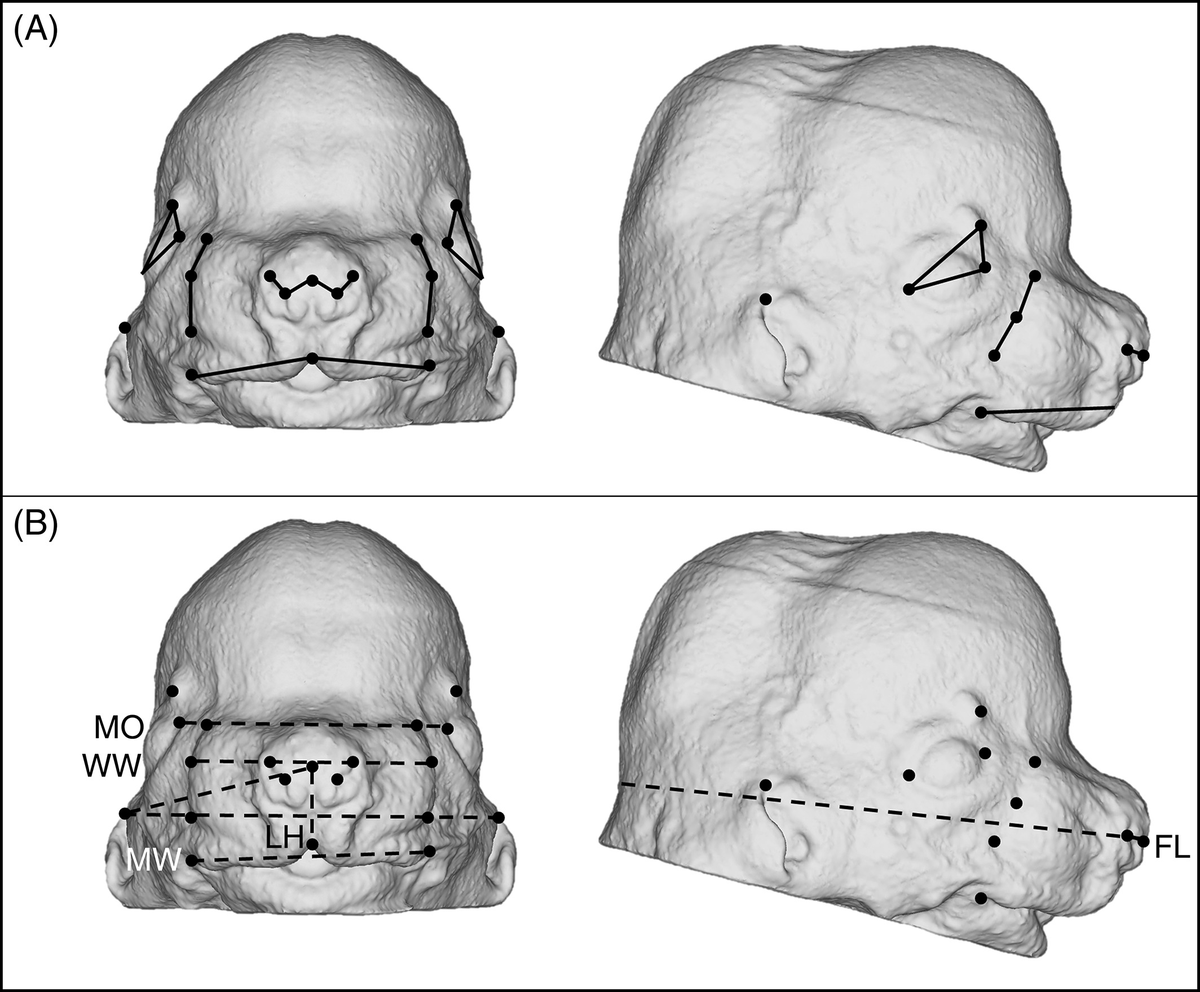 DevelopmentalDy's tweet photo. How does variation in anatomical shape arise? Learn how combinatorial or overlapping actions of paralogous genes of the #Ephb receptor family impacts facial morpholgy and dysmorphology providing a platform for #evolutionary change. https://t.co/QYlgnat6Wj https://t.co/j19RQ4amya