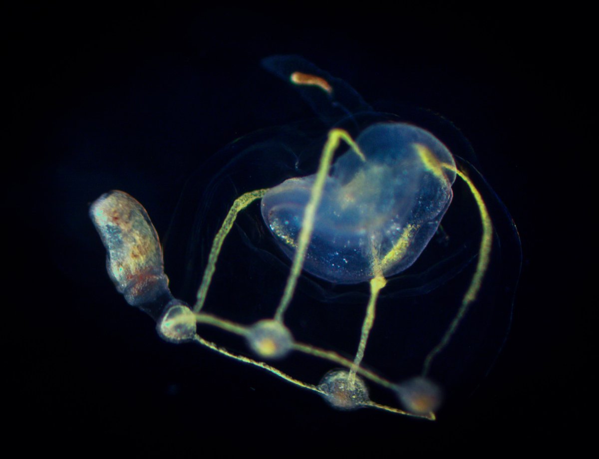 Lara Maleen Beckmann tweet media