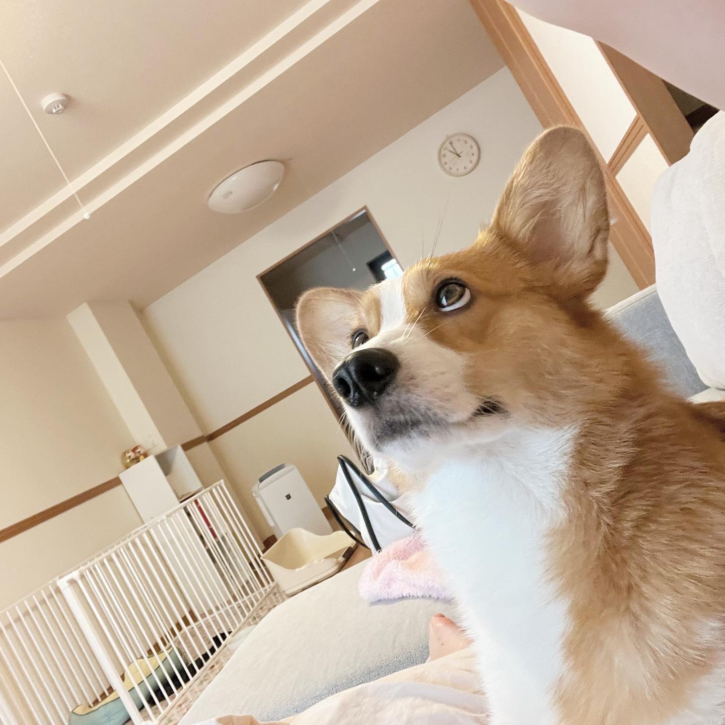 ごんぺい コーギー 上目遣いで可愛いごんちゃん 犬 コーギー 食パン尻 へそ天 尻 食パン いぬのきもち 愛犬 犬好きな人と繋がりたい いぬ部 もも尻 わんこのいる生活 コーギー大好き コーギーのいる暮らし 短足部 Cogi 犬のいる