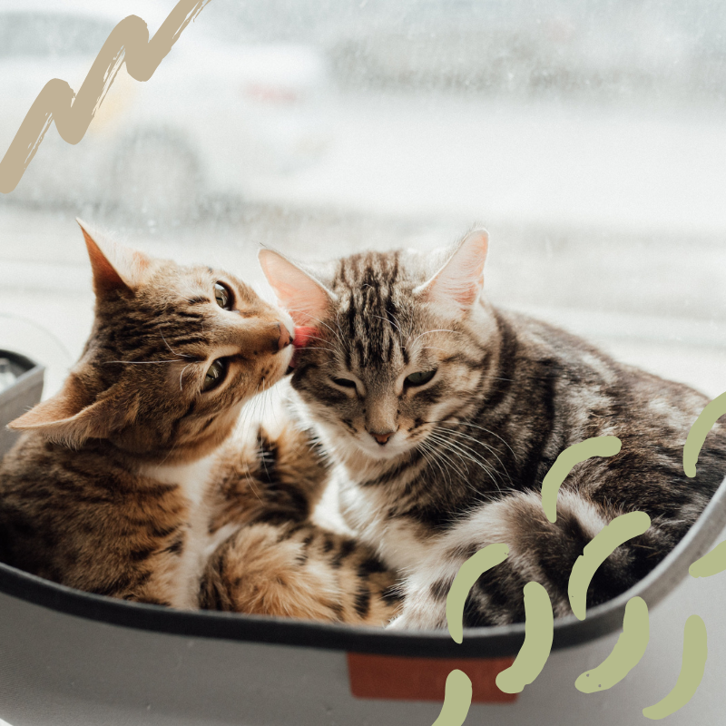 AnimalCareVet's tweet photo. With over 40 years of experience and being an 11-time award winner of "Best Veterinarians in Cincinnati" you can rest assured knowing that your #pet is in the best hands possible! https://t.co/ddCojCu7K3 https://t.co/whAp42w1jQ