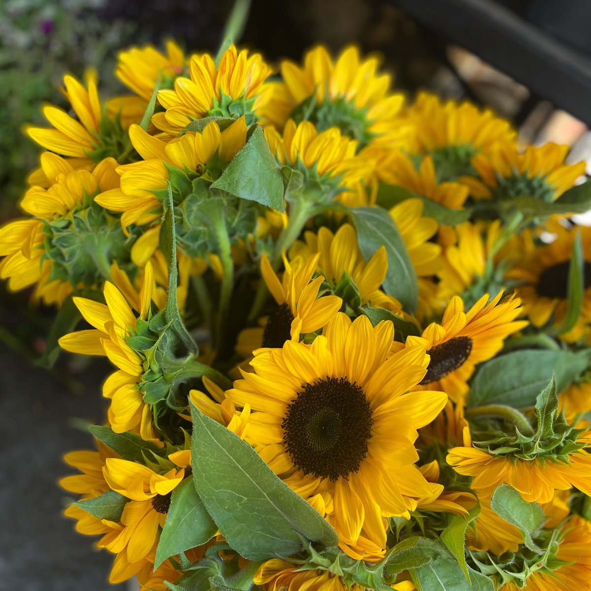 2day we’re doing something a little different for pasta nt. So, we’ll start w/ #NCstatefarmersmarket🌻 to brighten ur day &amp; then share this evening’s not-so-pasta special!

EGGPLANT PARM $21
Layered Breaded Eggplant • Marinara • Mozzarella • Parmesan • Herbs • Garlic Bread