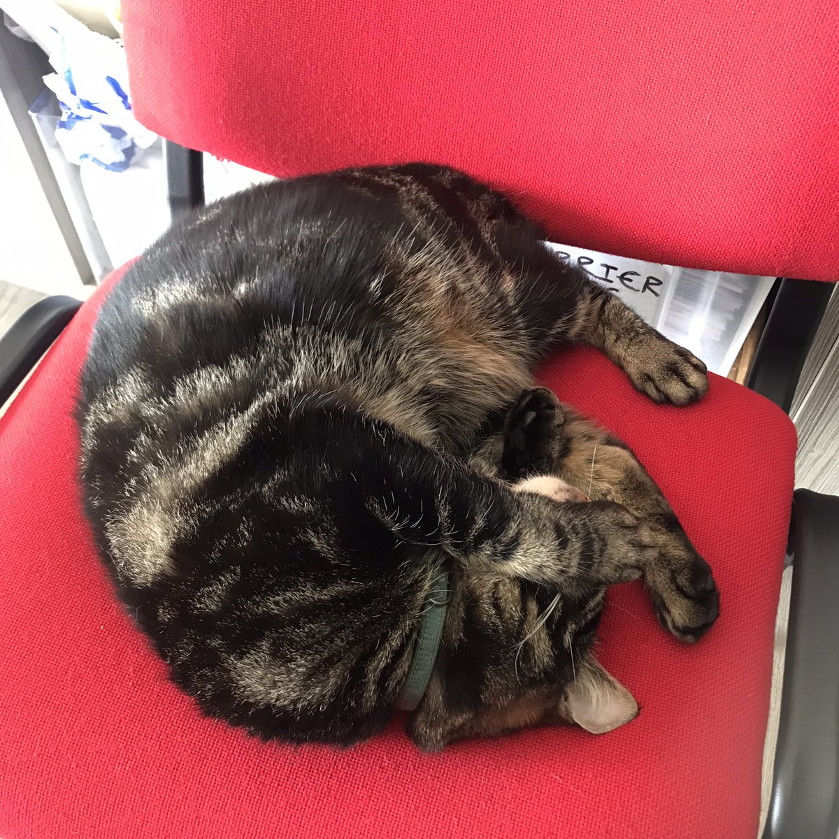 billybbrookes's tweet photo. Think Howard the unofficial museum cat has the right idea today! @NWMuseum 

#nationalwaterwaysmuseum #museumcat #canalandrivertrust https://t.co/da3n08HgbX