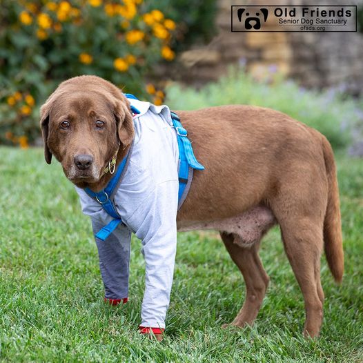 Gentle Leo suffers from arthritis in his front legs & constantly licks them as a comfort mechanism. Because he gets carried away, our Caretakers dress him in this sporty outfit to keep him from agitating his skin. We think he wears it really well!❤️#OFSDS #OFSDSLeo #SeniorDogs