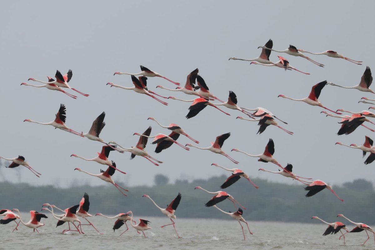 mkstalin's tweet photo. Extremely happy that 6 more wetlands in TN (Koonthankulam Bird Sanctuary, Gulf of Mannar Marine Biosphere Reserve, Vembannur Wetland Complex, Vellode Bird Sanctuary, Vedanthangal Bird Sanctuary &amp; Udhayamarthandapuram Bird Sanctuary) have got the Ramsar site recognition today. https://t.co/nYGQqBWNBE