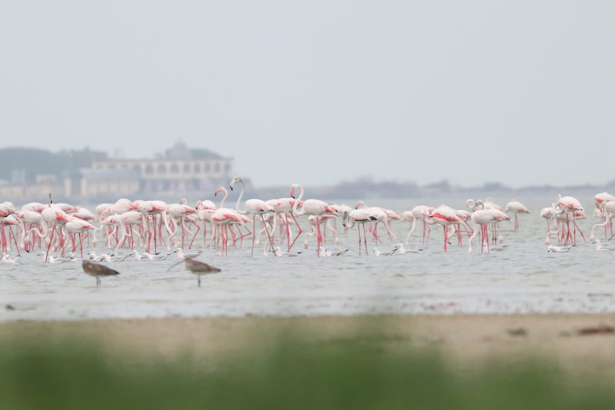 mkstalin's tweet photo. Extremely happy that 6 more wetlands in TN (Koonthankulam Bird Sanctuary, Gulf of Mannar Marine Biosphere Reserve, Vembannur Wetland Complex, Vellode Bird Sanctuary, Vedanthangal Bird Sanctuary &amp; Udhayamarthandapuram Bird Sanctuary) have got the Ramsar site recognition today. https://t.co/nYGQqBWNBE