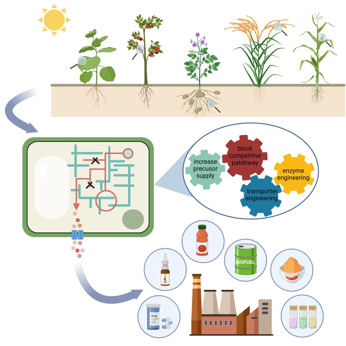 JIPBio's tweet photo. #Synthetic biology may be the #future of cost-effective and sustainable production of natural products. Liu et al. explore the challenges and potential of using plants to engineer phytochemicals.
https://t.co/7dWMM7ssmg @wileyplantsci #PlantSci #synbio #phytochemistry #JIPB https://t.co/aOHJ6EvMMZ
