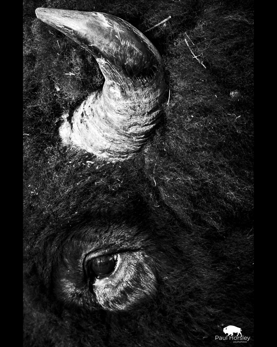 PaulHPhotos's tweet photo. Bison Bull https://t.co/noWlzUnShM
