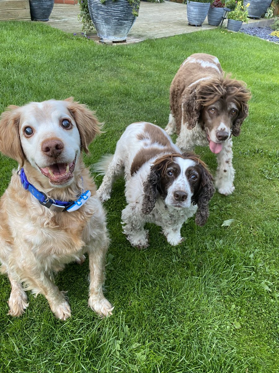 SpanielsSuper's tweet photo. @rescueforlife1 Failing as a Fosterer is the ultimate aspiration.
Mum failed 3 days in with Ronnie & I was only getting a lift from Edinburgh to Warrington…. That will be 14 years ago on 17th August. Mo was always intended as a keeper #AspireToFail #FailEdFosterClub #ProudMember #AdoptDontShop https://t.co/D6VPvg88nR
