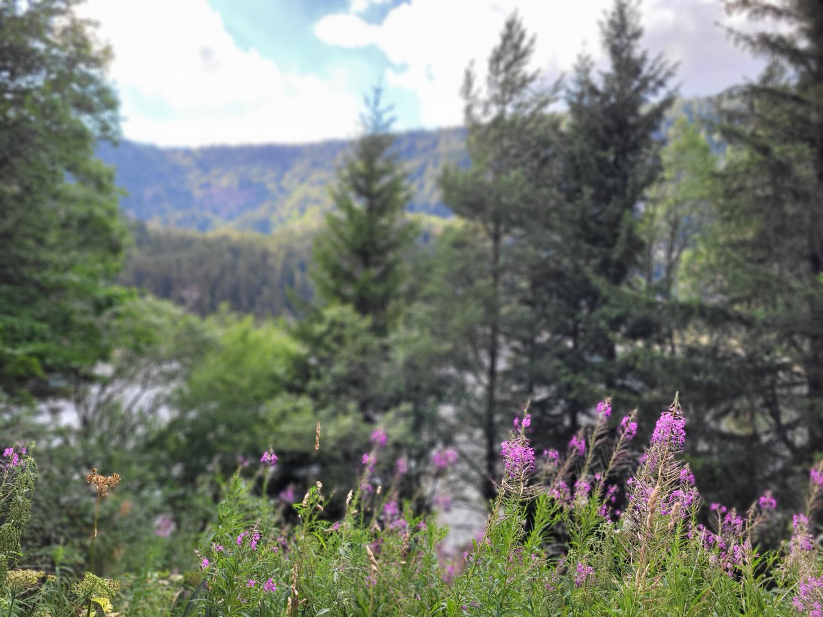 JolivetYannick's tweet photo. Mon retour dans les Vosges me permet de (re)découvrir des merveilles que j'apprécie beaucoup plus désormais. 🥰 https://t.co/XOUT1ZFj7c