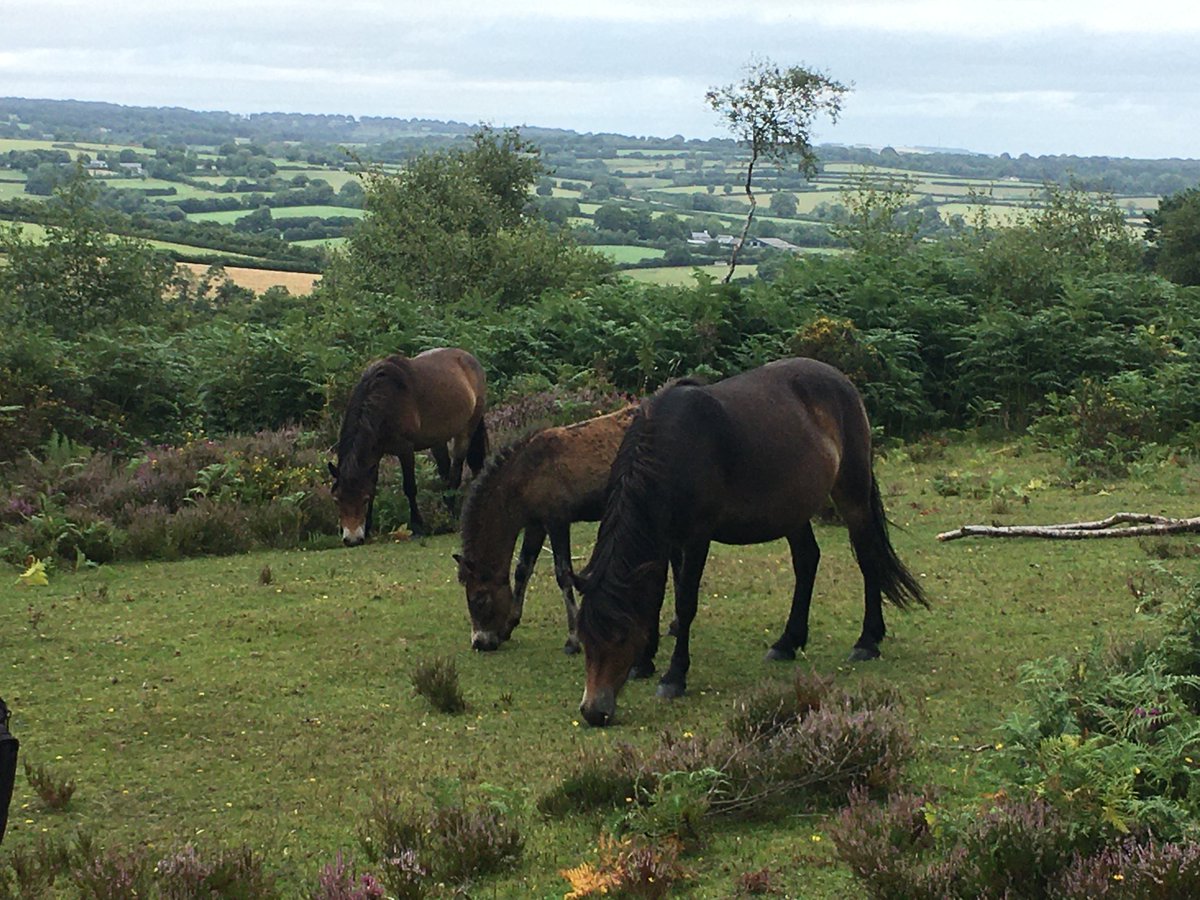 ValeriaCoots's tweet photo. Walk on #HaddonHill organised by #ExmoorPonyFestival and led by Rich @ExmoorRangers and Linzi from @ExmoorPonyCntre #MoorlandMousieTrust. 
@ExmoorNP #ExmoorPonies #ponyhour #nativebreed https://t.co/NcaSB2Sbre https://t.co/y8sYpdnVbl