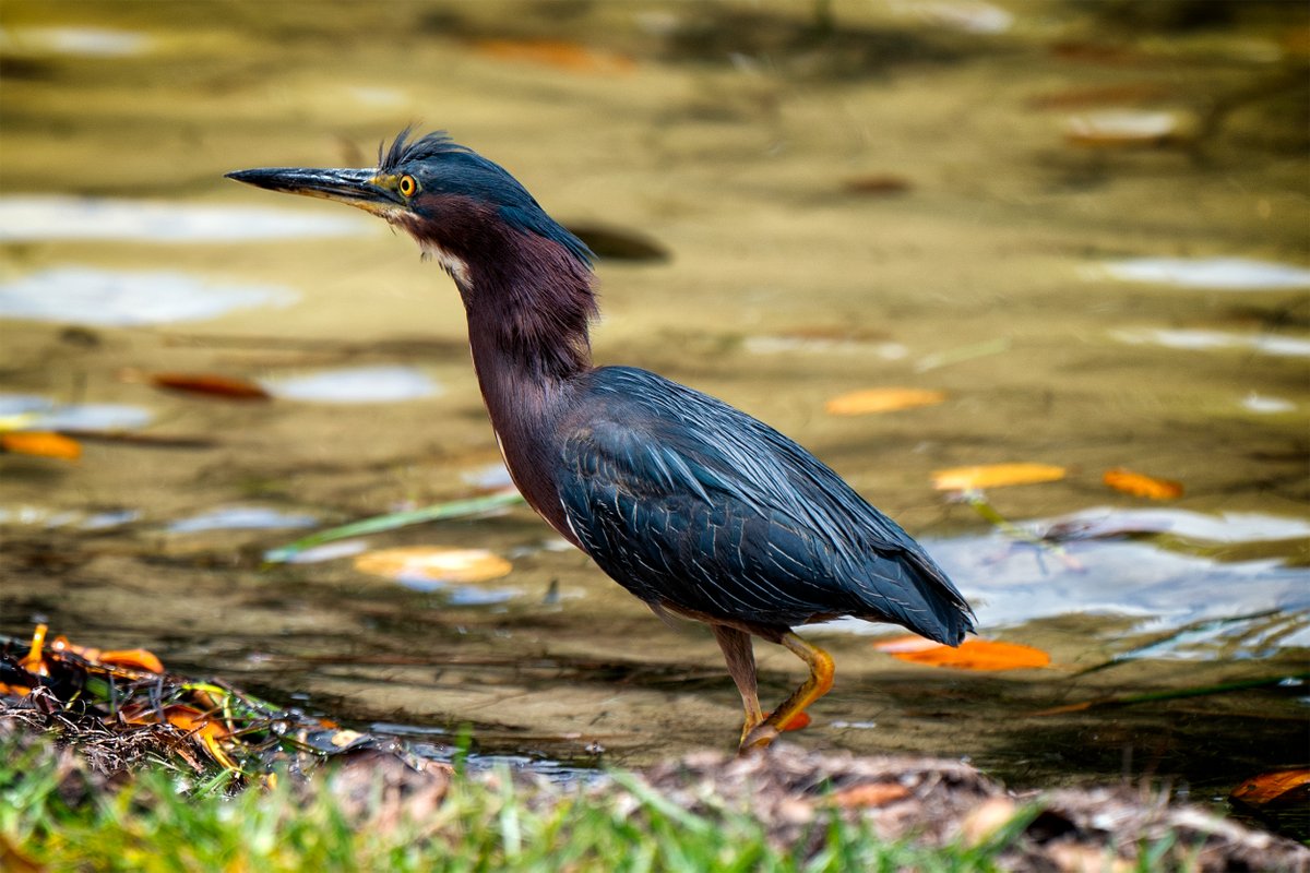 GF4Birds's tweet photo. It's silly looking at Green Herons, how they scrunch up their neck, and then extend it. They're neat creatures.

#instabird #birdsofinstagram #birdstagram #birding #feathered #birdphotography #nature #floridabirds #florida #birds #bird #naturepics #sonya7iii #greenheron #herons https://t.co/EgJQsoD1q6