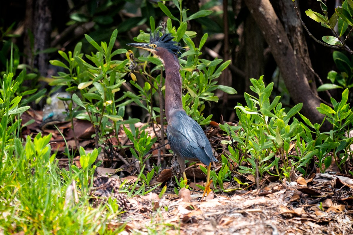 GF4Birds's tweet photo. It's silly looking at Green Herons, how they scrunch up their neck, and then extend it. They're neat creatures.

#instabird #birdsofinstagram #birdstagram #birding #feathered #birdphotography #nature #floridabirds #florida #birds #bird #naturepics #sonya7iii #greenheron #herons https://t.co/EgJQsoD1q6