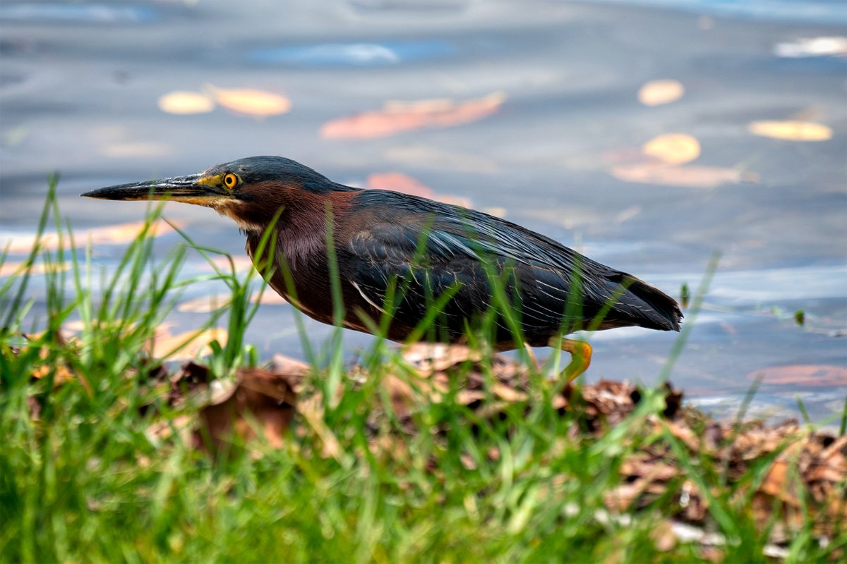 GF4Birds's tweet photo. It's silly looking at Green Herons, how they scrunch up their neck, and then extend it. They're neat creatures.

#instabird #birdsofinstagram #birdstagram #birding #feathered #birdphotography #nature #floridabirds #florida #birds #bird #naturepics #sonya7iii #greenheron #herons https://t.co/EgJQsoD1q6