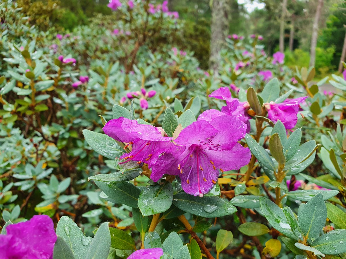 It's not all over! A few beautiful #Rhododendron are flowering right now: the late-flowering Rh. auriculatum looks and smells like a lily, whilst there's a late second flush from Rh. riparioides. Worth hunting down in our species collection!