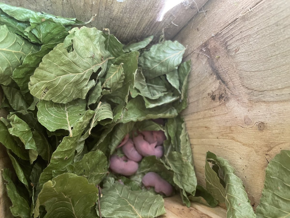 JoanPareja5's tweet image. Primeres cries de liró gris en el seguiment dins E.N. Guilleries-Savassona en el marc del #projecteliró @ProjecteLiro @xarxadeparcs