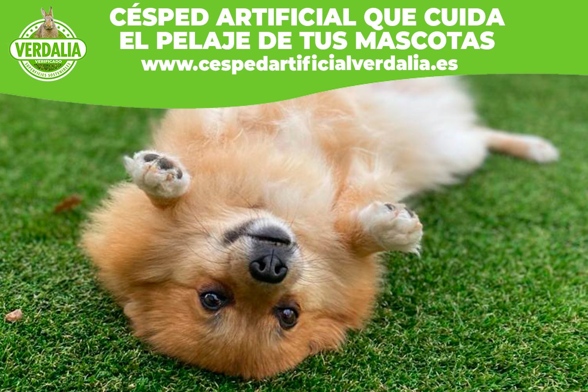 .<a href="/CespedVerdalia/">Verdalia</a> es resistente para soportar las actividades de tu mascota, pero a su vez contiene filamentos que respetan su pelaje y patas. 🐾

No lo dudes más, mira por la felicidad de tu mascota y verás que en poco tiempo los dos salís ganando. 😉

👉 cespedartificialverdalia.es