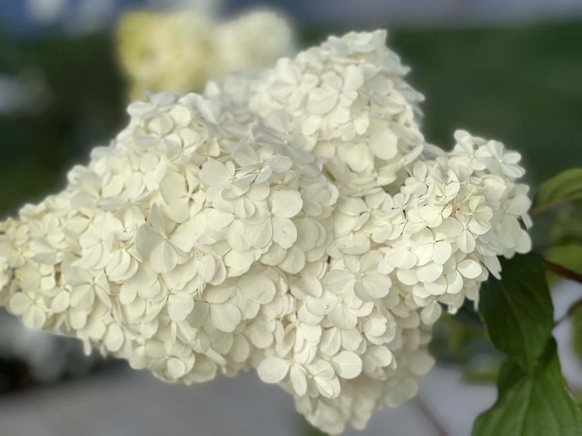ruchi2d2's tweet photo. California blooms insanity! #BayArea #vibes #weather #wifiOnly #googleSpace #Zoom https://t.co/TKaVrDqNlx
