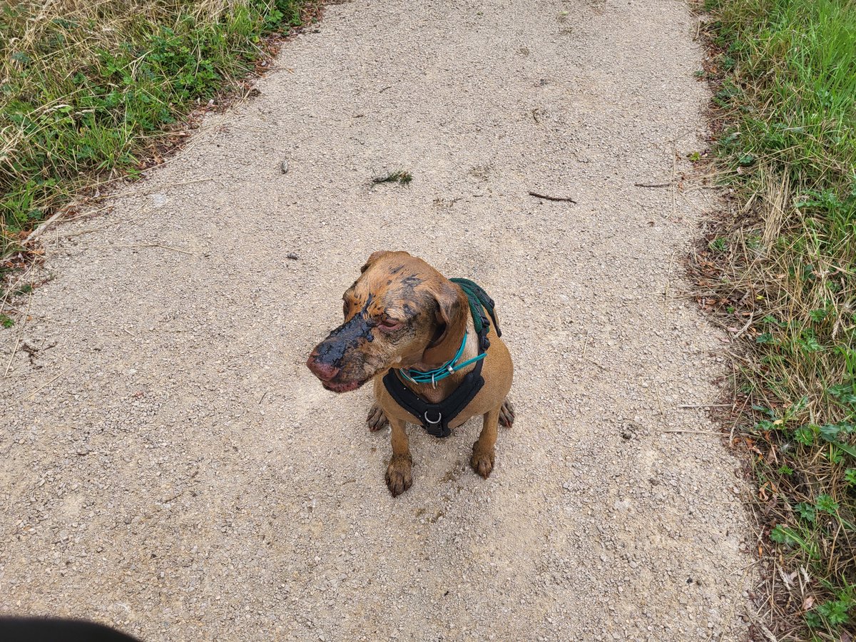 Mr_Fellblade's tweet photo. Last week, the #vizsla #doglet went to @RareLtd and failed to be A Good Girl. The duck did manage to get away, and thankfully reception helped us source a hose... https://t.co/Kp0SOFpufC